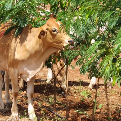 Cow-eating-leucaena-crop-which-is-drought-resistant